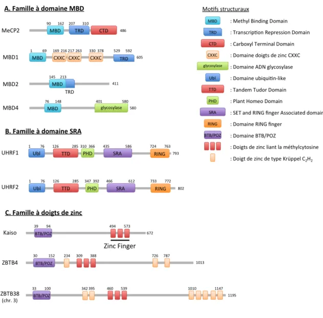 Figure 10. Les différentes familles de protéines se liant à l’ADN méthylé.  