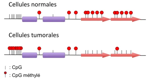 Figure 15. Méthylation et cancer. 