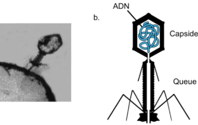 Figure 17. Structure du phage T7. 