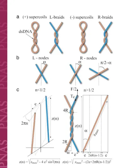 Fig. 1. DNA crossings and geometrical model of DNA braiding. (a) Similarity of the crossings between a positively (negatively) supercoiled plasmid and  L-(R-)braids