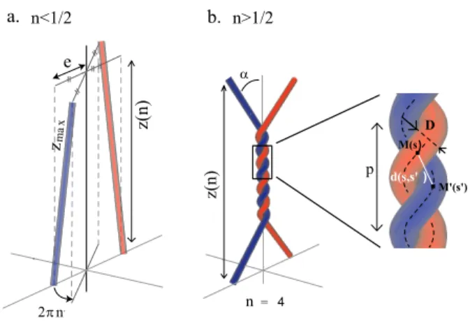 FIG. 2: Geometrical model for DNA braiding;