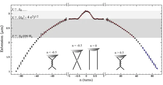 FIG. 3: Extension versus braiding for two DNA molecules;