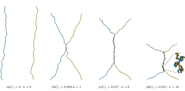 FIG. 6: Examples of configurations of braided DNA by Monte-Carlo simulations;
