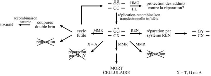 Fig. 27 : Résumé des principales interactions de l’adduit majoritaire intrabrin  1,2-d(GpG) du cisplatine et des produits de lésions de l’adduit 1,2-d(GpG) et des  hypothèses sur le rôle du système MMR dans la cytotoxicité du cisplatine  abordées dans cett