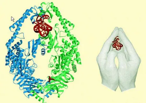 Fig. 3 : Interaction de la protéine MutS d’E. coli avec un duplexe contenant un  mésappariement G/T et la représentation des deux mains en prière tenant  l’hétéroduplexe  (d’après Jiricny, 2000)