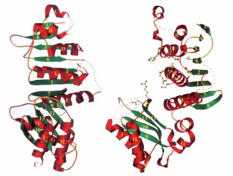 Fig. 5 : Structure de l’endonucléase MutH (d’après Ban et Yang,  1998 b ). Les cinq acides amines représentés en rouge (Glu56, Asp70,  Glu77, Lys79 et Lys116) sont indispensables à l’activité  endonucléasique de MutH (Wu et coll., 2002 ; Junop et coll., 20