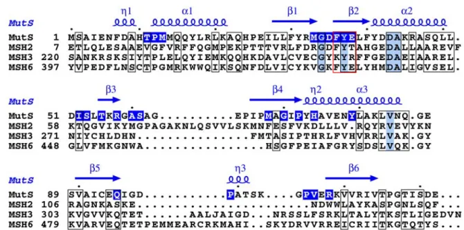Fig. 7 : Alignement des séquences primaires de la partie N-terminale des protéines  MutS d’E