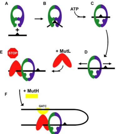 Fig. 12 : Mécanisme proposé par P. Hsieh sur les évènements découlant de  la reconnaissance d'un mésappariement par la protéine MutS (d'après  Schofield et coll., 2001 b )