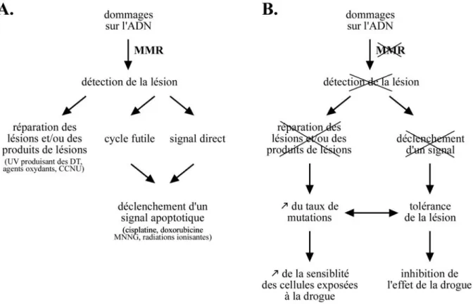 Fig. 13 : Rôle du système MMR dans le maintien de l’intégrité génomique après exposition  des cellules à l’un des agents endommageant l’ADN (A) et conséquences de la déficience en  système MMR dans les cellules exposées à ces mêmes agents (B)