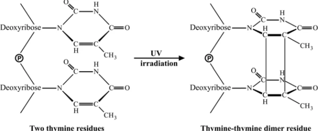 Fig. 14: Formation des dimères de thymines sous action des rayons  ultraviolets  (adapté de Lodish et coll., 1999)