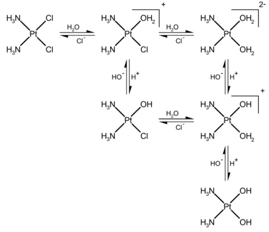 Fig. 22 : Hydrolyse du cisplatine en milieu  aqueux (d’après Jennerwein et Andrews, 1995)