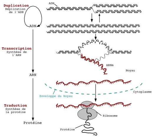 Figure 1.2 – Le Dogme Central de la Biologie Moléculaire.