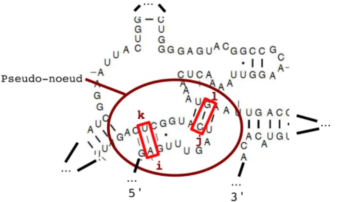 Figure 1.13 – Structure tertiaire d’une molécule d’ARN: un pseudo-noeud de l’ARN ribosomal 16s d’Escherichia Coli [60] (vue partielle).