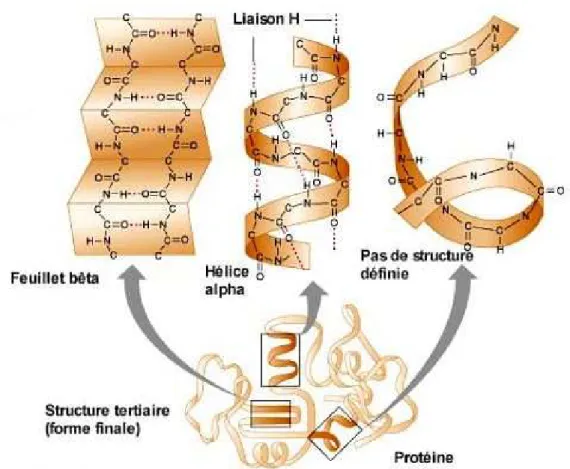 Figure 1.16 – Structure tertiaire d’une protéine. La structure tertiaire d’une protéine rend compte de l’organisation des éléments de la structure secondaire (i.e