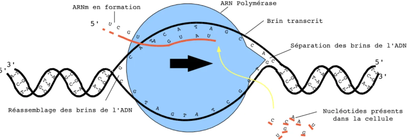 Figure 1.17 – Transcription de l’ADN en ARN messager.