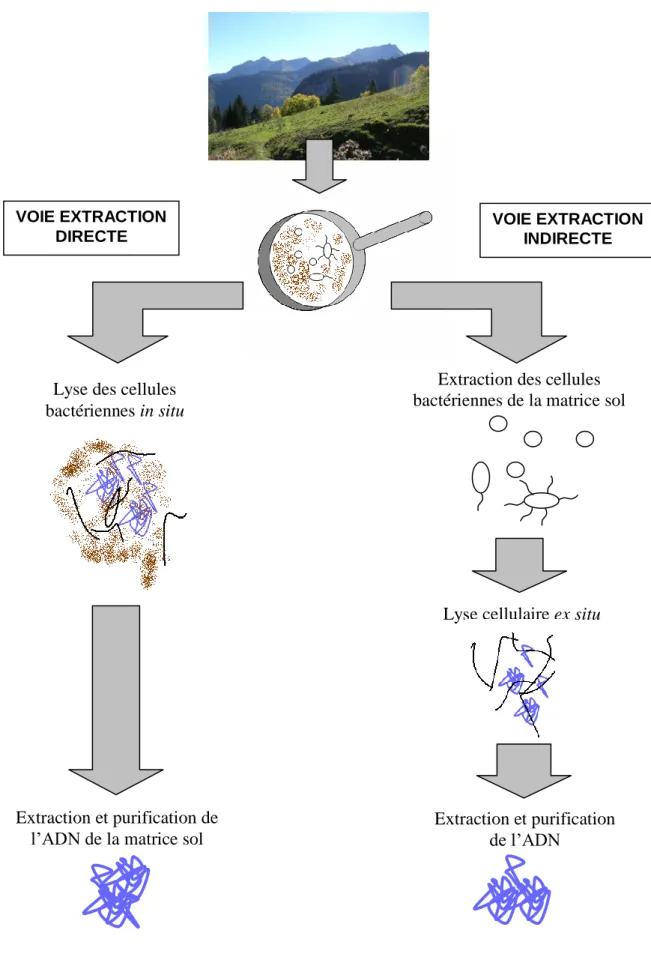 Figure  6 :  Représentation  schématique  des  deux  voies  d’extraction  de  l’ADN  des  bactéries contenues dans un échantillon de sol 