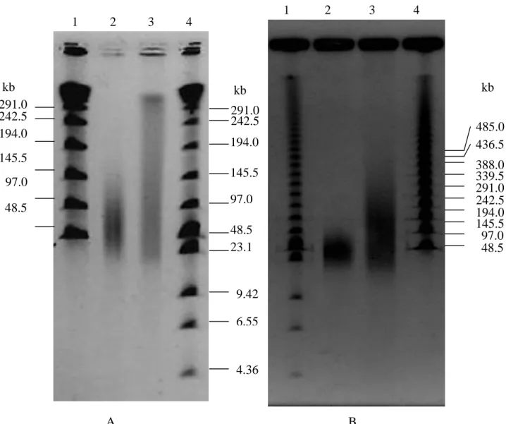 Fig.  2:  PFGE  of  bacterial  soil  DNA  extracted  by  indirect  method  from  Montrond  soil  (Lanes 2) and Châteaurenard soil (Lanes 3)
