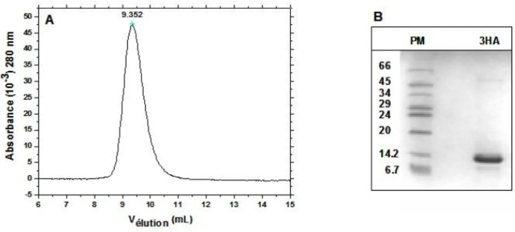 Figure II.6 EcNikR 3HA purifiée. A) Profil EcNikR 3HA obtenu après élution sur une colonne d’exclusion  moléculaire, dans du  20mM Tris/HCl pH7.4, 400mM NaCl