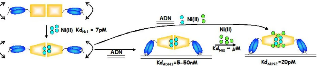 Figure II.16 Modèle de liaison à l’ADN par EcNikR (Bloom & Zamble, 2004; Chivers & Sauer, 2002), z  Ni(II) du site dit de haute affinité, z Ni(II) des sites secondaires