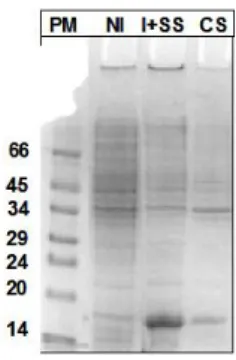 Figure III.1 Production de NikR d’Helicobacter pylori dans une souche BL21(DE3) d’E.coli inductible à  l’IPTG contrôlée via un gel d’électrophorèse à 17% d’acrylamide en conditions dénaturantes