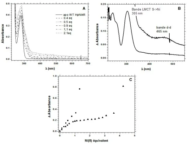 Figure III.5 Métallation d’HpNikR par le nickel. A) Spectres d’absorption UV-Vis de HpNikR à 40µM à l’état  apo et en présence de différents équivalents de nickel