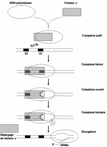 Figure I.1 Représentation schématique des différentes étapes de l’initiation de la transcription avec l’ARN  polymérase associée à son facteur σ