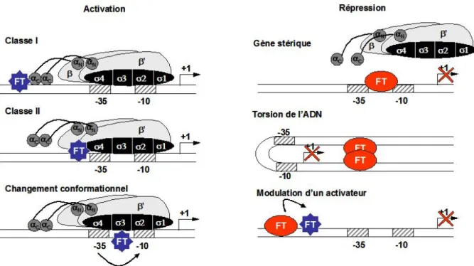 Figure I.3  Quelques mécanismes de régulation de la transcription par des facteurs de transcription (FT)