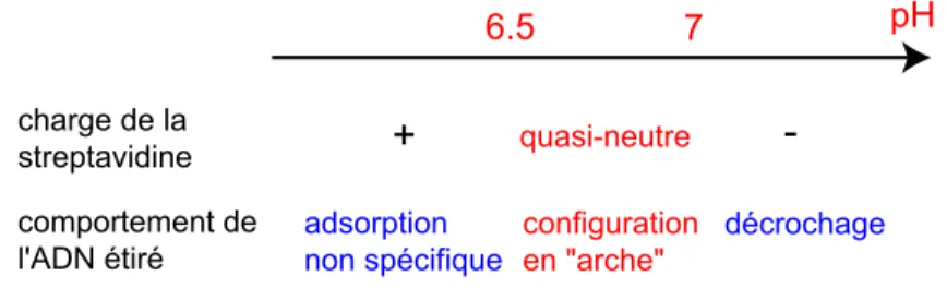 Fig. 3.7 – Crit`eres conduisant au choix d’un pH d’interaction de 6.8.