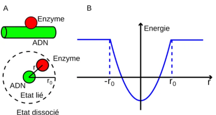 Fig. 3.22 – Mod`ele utilis´e pour d´eterminer la dur´ee d’interaction d’une enzyme avec l’ADN en fonction de sa taille