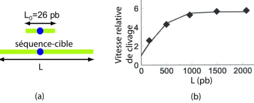 Fig. 1.15 – Vitesse de clivage de mol´ecules d’ADN par EcoRV en fonction de leur longueur [39]
