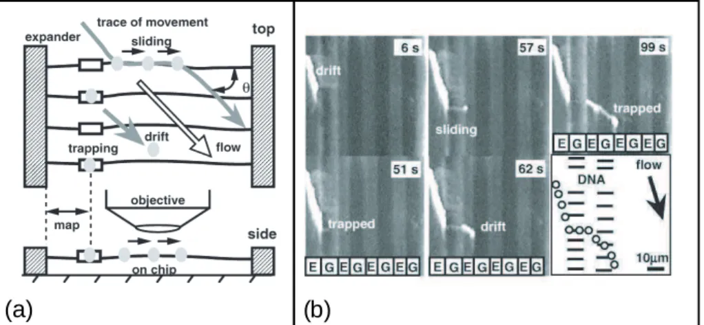 Fig. 1.26 – exp´erience de M. Washizu : (a) Observation du mouvement d’enzymes marqu´ees dans un flux en pr´esence de mol´ecules d’ADN ´etir´ees dans une direction non parall`ele au flux