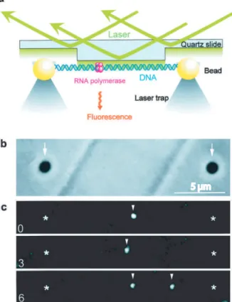Fig. 1.27 – exp´erience de T. Yanagida : (a) L’ADN est coupl´e `a deux billes di´electriques et ´etir´e au moyen de pinces optiques au-dessus d’une surface pr´esentant une ”marche”, ce qui permet l’utilisation d’une onde ´evanescente.