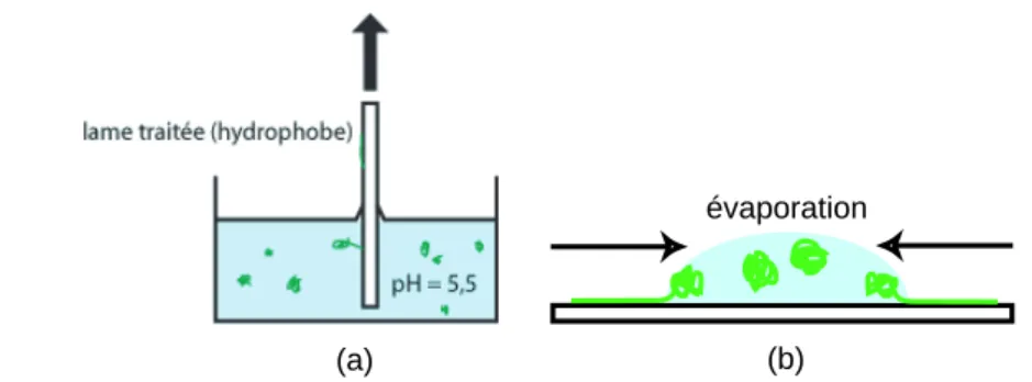 Fig. 2.5 – Techniques de peignage utilis´ees : (a) lame hydrophobe plong´ee dans une solution d’ADN puis retir´ee ; (b) ´evaporation de microgouttes.