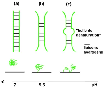 Fig. 2.7 – (a) A pH neutre, le double-brin d’ADN est enti`erement appari´e et donc sans affinit´e pour les surfaces ; (b) `a mesure que le pH diminue apparaissent des parties d´egraf´ees capables de s’accrocher `a la surface, sp´ecifiquement aux extr´emit´