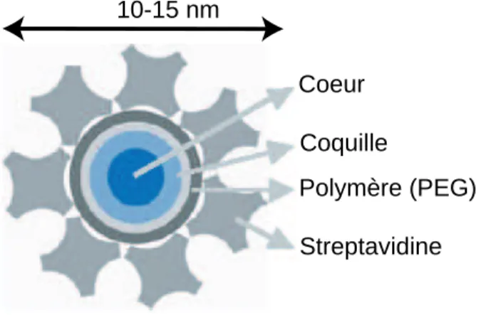 Fig. 2.22 – Structure des nanocristaux commerciaux.