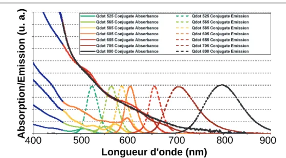 Fig. 2.23 – Spectres d’absorption et d’´emission des nanocristaux-streptavidine commerciaux.
