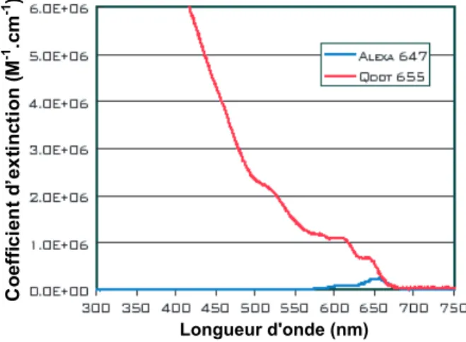 Fig. 3.2 – Comparaison de l’absorbance d’une solution de nanocristaux (´emission : 655 nm) et de fluorophores organiques (Alexa 647)