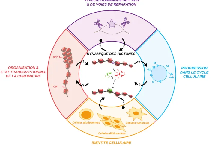 Figure 24 : Couplage entre les fonctions cellulaires et la dynamique des histones dans la  chromatine endommagée