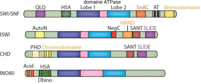 Figure  11 : Représentation schématique des quatre familles principales de facteurs de  remodelage de la chromatine