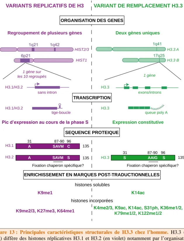 Figure  13 : Principales caractéristiques structurales de H3.3 chez l’homme.  H3.3 (en  vert) diffère des histones réplicatives H3.1 et H3.2 (en violet) notamment par l’organisation  de leurs gènes dans le génome, par les modalités de traduction de leurs A
