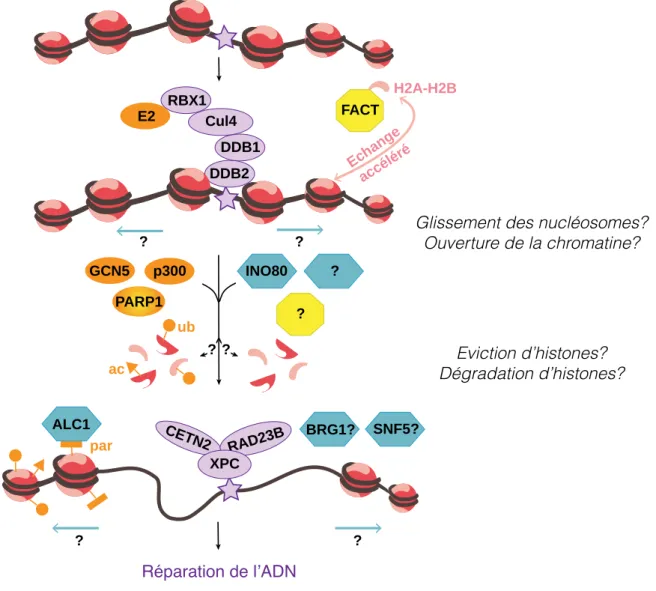 Figure 18 : Modèle illustrant la dynamique des histones couplée aux étapes précoces de  la réparation NER