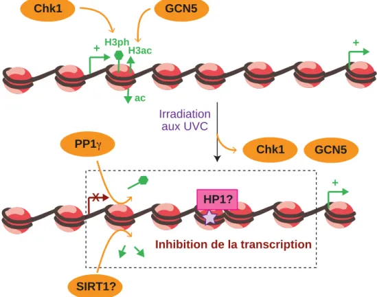 Figure 20). La baisse UVC-induite d’expression de ces gènes corrèle avec un décrochage des  enzymes  de  modification  GCN5  et  Chk1  du  promoteur,  et  donc  avec  une  diminution  du  niveau  respectif  d’acétylation  de  H3K9  et  de  phosphorylation 