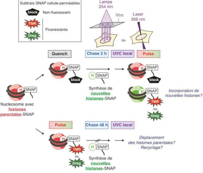 Figure 22 : Analyse de la dynamique des histones H3 après irradiation locale aux UVC  par  la  technologie  SNAP