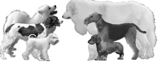 Figure  3  :  Illustration  de  la  diversité  phénotypique  de  l   espèce  canine.  qui  en  fait  un  modèle génétique particulièrement puissant.