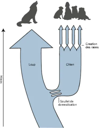 Figure  5  : Les  deux goulets d   étranglement de  l   histoire du chien  -adapté  de  (Karlsson  and  Lindblad-Toh,  2008)-