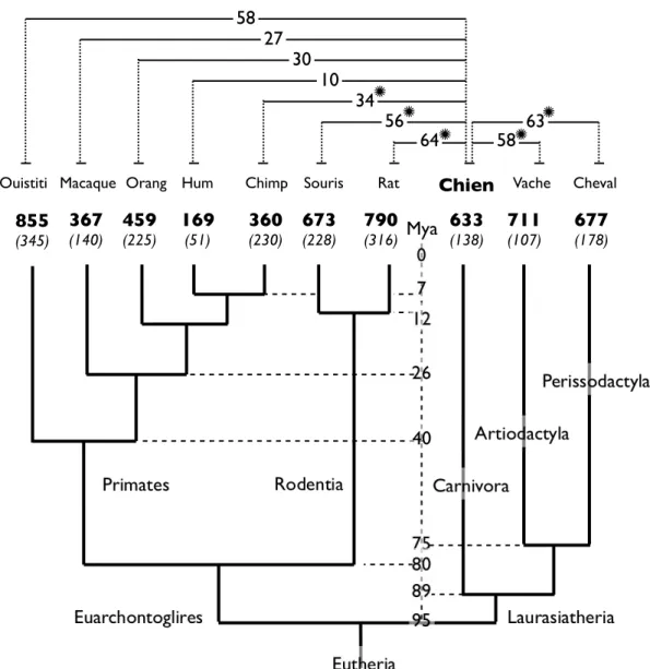 Figure 10 : Arbre des 10 espèces utilisées. Cette   gure représente l   arbre phylogénétique  du  chien  et  des  9  autres  espèces  utilisées  pour  établir  le  contexte  phylogénétique  nécessaire  au calcul  des  vraisemblances des modèles