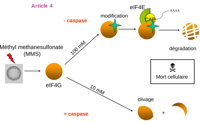 Figure  19  :  Comportement  de  la  protéine  eIF4G  en  réponse  à  l’action  de  molécules  génotoxiques