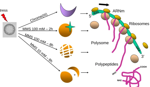 Figure  20 :  Analyse  de  messagers  recrutés  dans  les  polysomes  d’embryons  d’oursin  traités avec des molécules génotoxiques