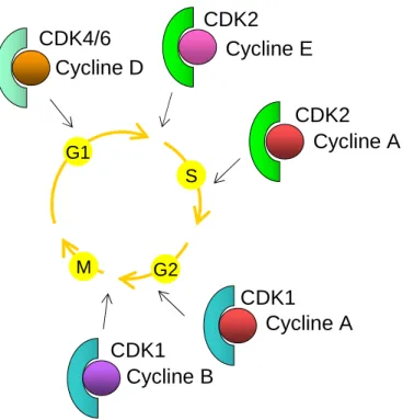 Figure 1 : Complexes CDK-Cycline durant le cycle cellulaire 
