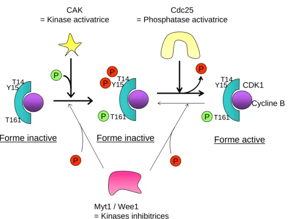Figure 2 : Régulation des complexes CDK-Cycline par phosphorylation. 
